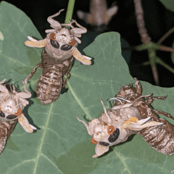 Daily Dive # 101 | Get Ready for a Cicada Mardis Gras!!